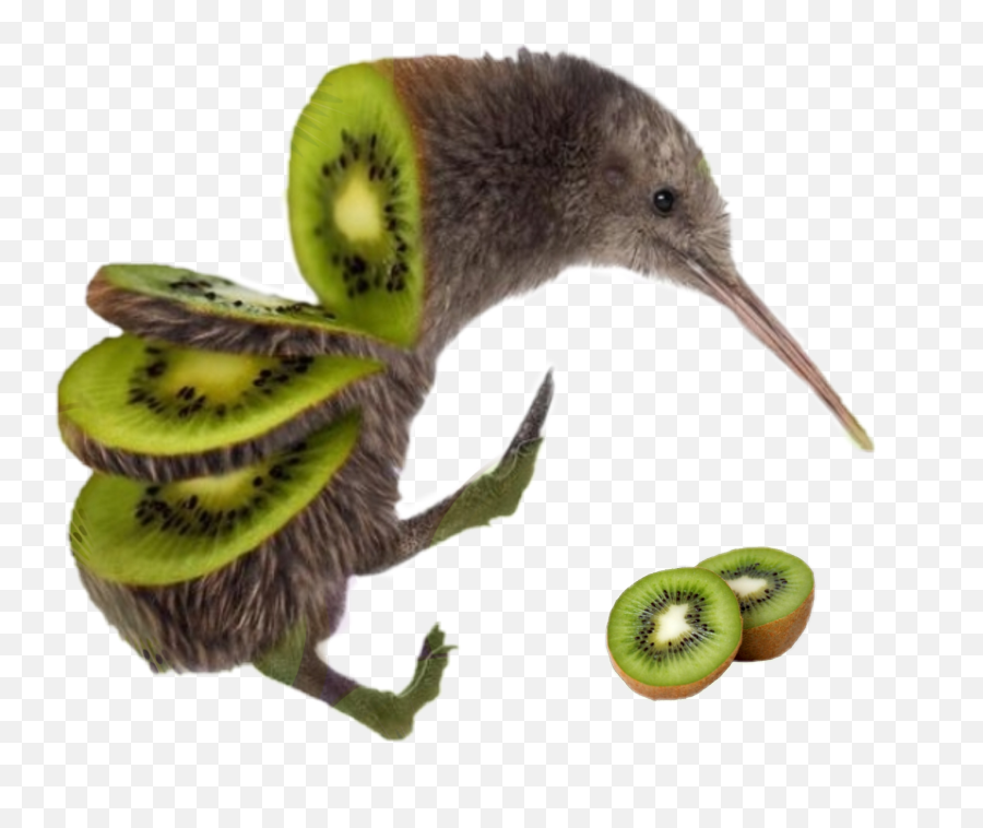 Kiwi Bird Kiwibird Birdkiwi - Kiwi Bird Fruit Png,Kiwi Bird Png