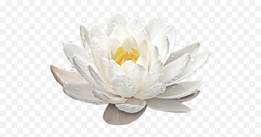 Water Lily Whirlpool Sweatshirt - White Water Lily Png,Lily Transparent Background