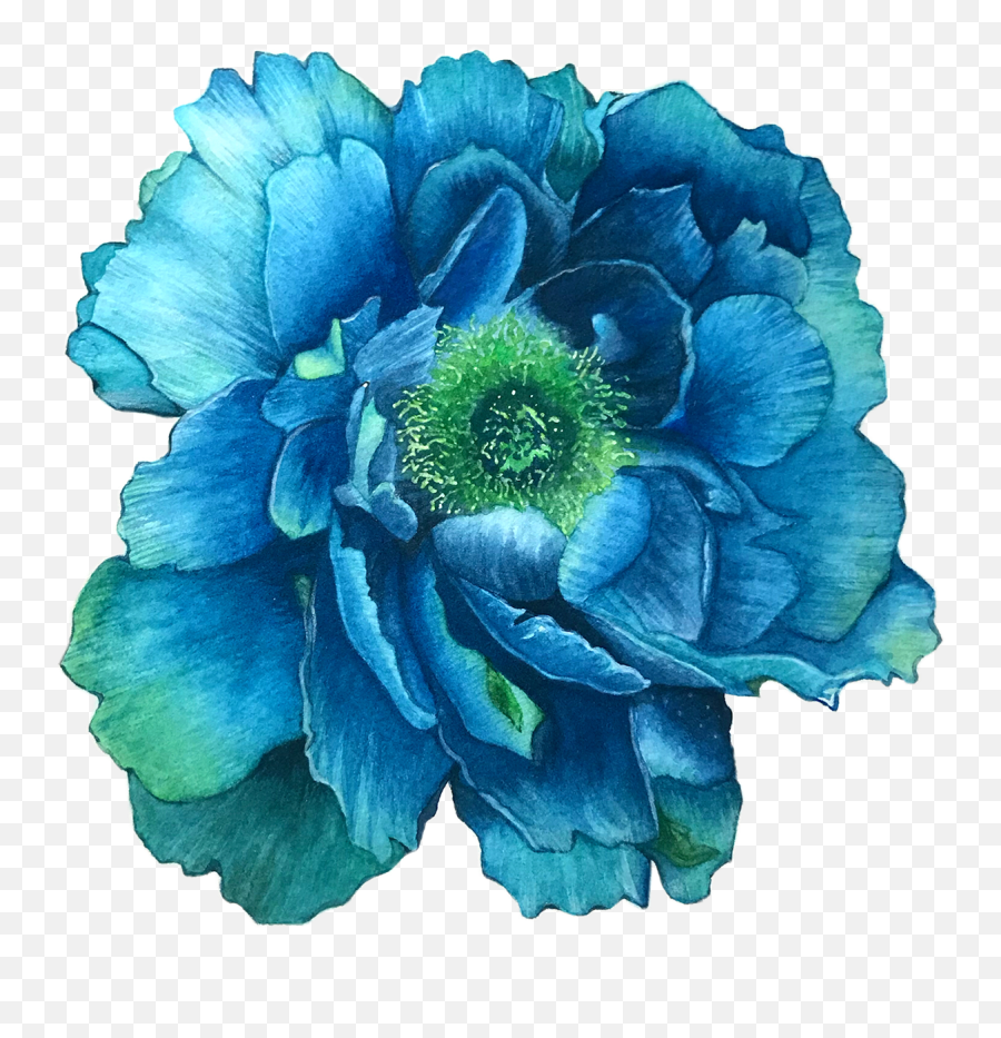 Flower Illustration - Star Thistle Png,Flower Illustration Png
