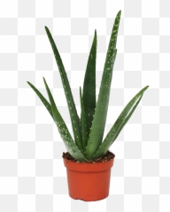 Aloe Vera Plant Png Image Background