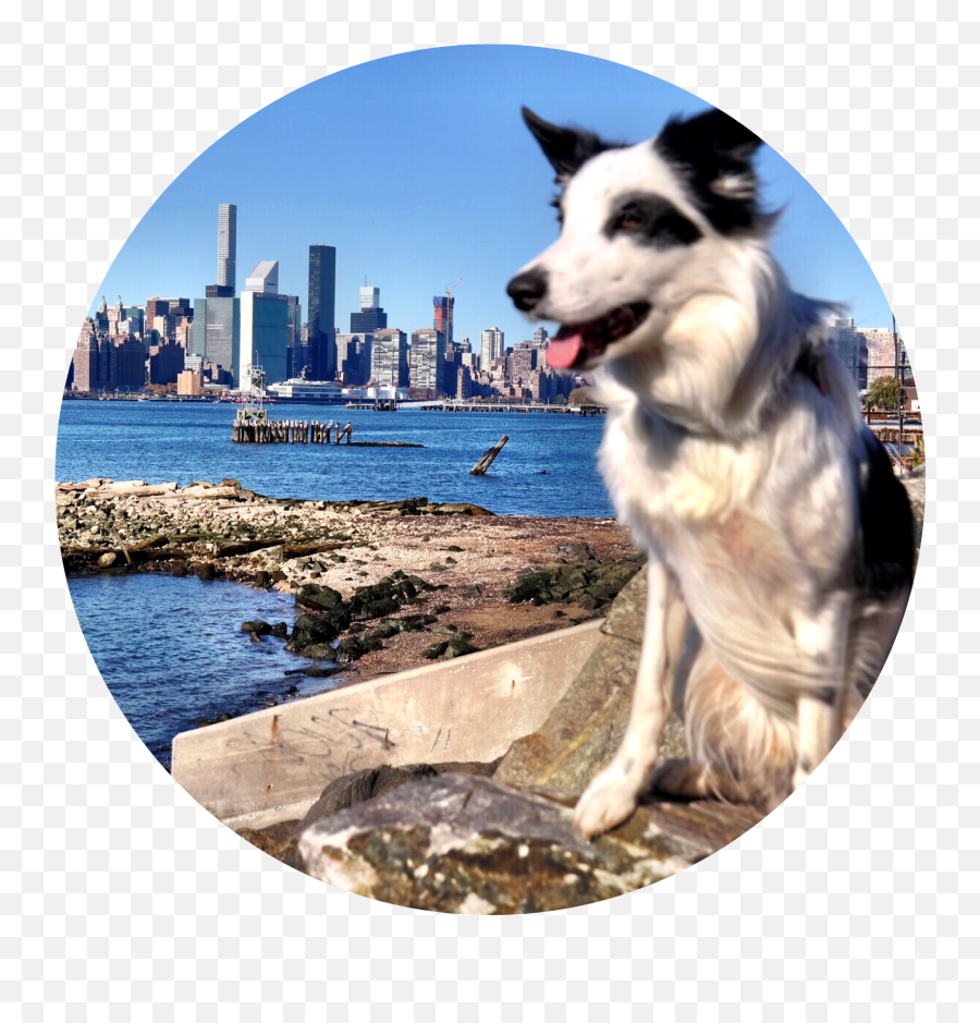 Nyc Vs Border Collie U2014 Galu0027s Best Friend - Dog Mom Site Png,Border Collie Png
