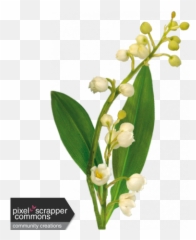 Valley - Lily Of The Valley Png,Lily Of The Valley Png