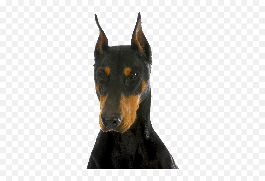 Doberman Beds Collars And Accessories Png