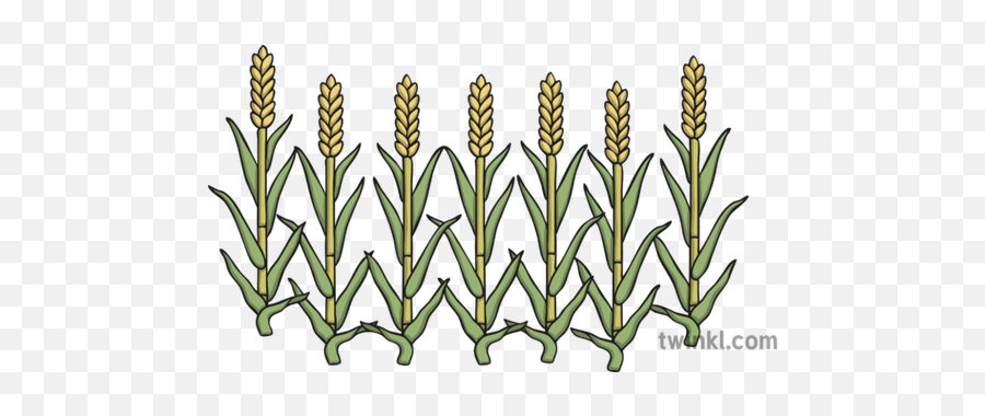 Fat Corn Stalks 1 Illustration - Pharaoh Dream Png,Corn Stalk Png