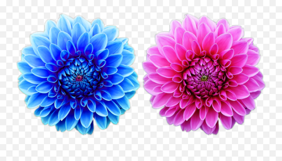 Beautiful Free Flower Png File Nature Beautiful Hd Flowers Png Free Transparent Png Images Pngaaa Com