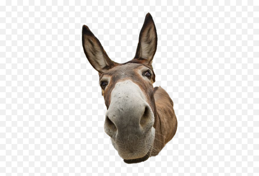 Donkey Animal Png Transparent Image - Did You Say Friday,Donkey Transparent