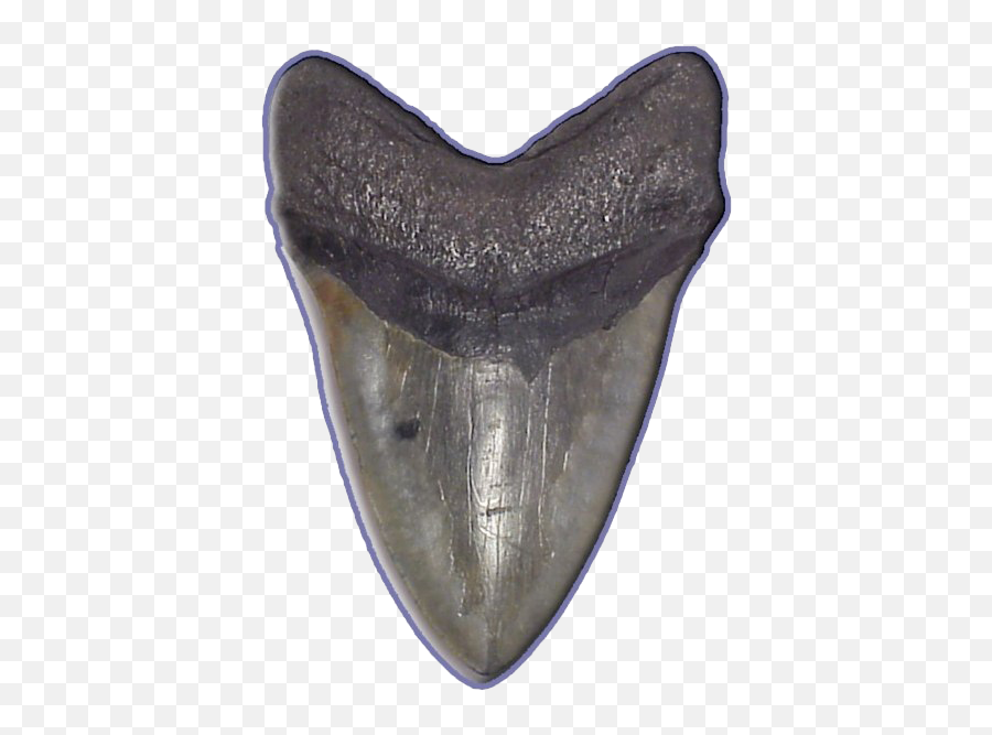 Shark Teeth Png Image Arts - Transparent Shark Tooth Png,Teeth Png