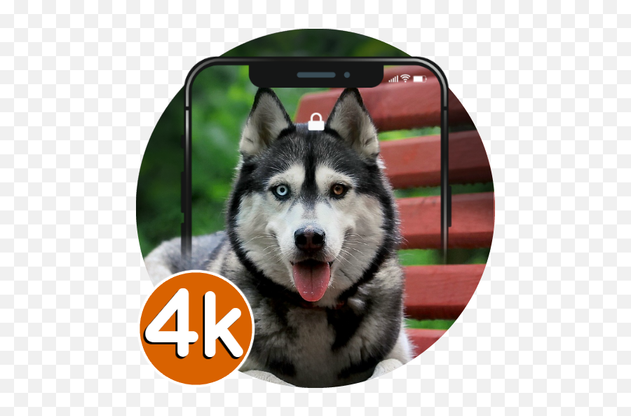 Husky Wallpapers Hd 4k Pup Backgrounds - Best Dog Husky Png,Husky Transparent Background