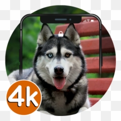 Husky Wallpapers Hd 4k Pup Backgrounds - Best Dog png
