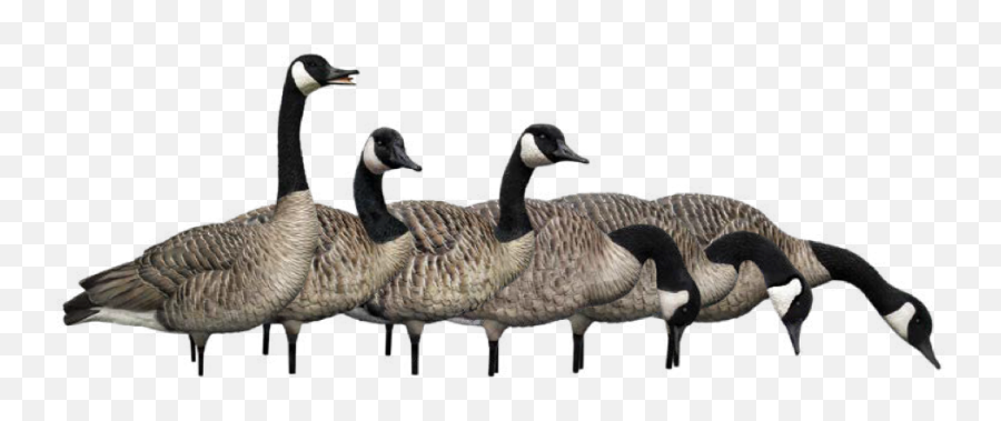 Duck Decoys Goose And Turkey Avian - X Flying Canada Goose Transparent Background Png,Geese Png