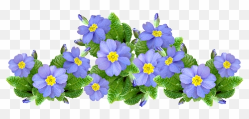 Flowers Mauve Plants - Free photo on Pixabay Primrose png