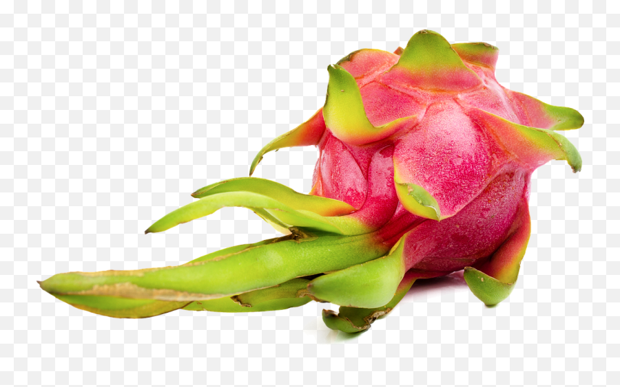 Dragonfruit Fruit Tropical - Dragonfruit Png,Dragon Fruit Png