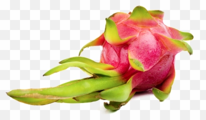 Dragonfruit Fruit Tropical - Dragonfruit Png,Dragon Fruit Png