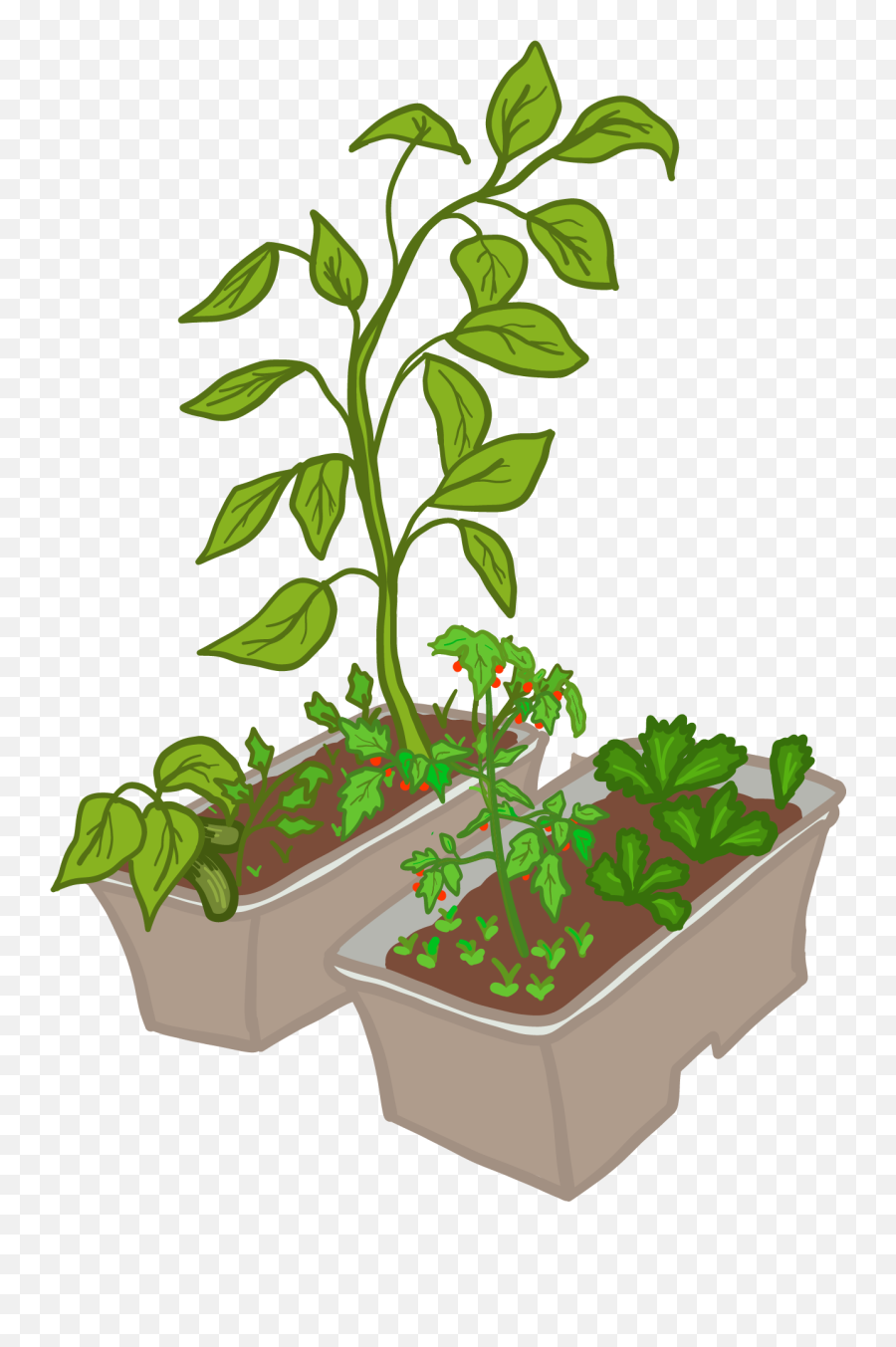 Plant Growing - Flowerpot Hd Png Download Original Size Compost Clipart,Growing Plant Png