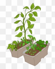 Plant Growing - Flowerpot HD Png Download Original Size Compost Clipart
