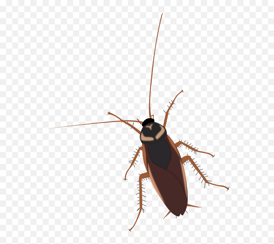 Kecoa Png 3 Image - Kecoa Png,Cockroach Png