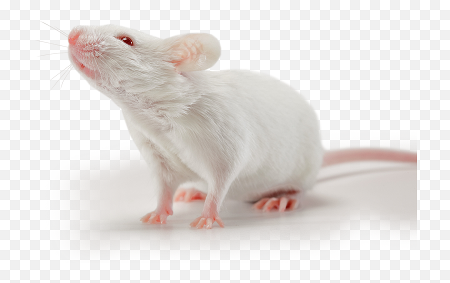 This New Field Of Science Could Change Everything U2014 Steemit - Small Mice Png,Rat Transparent Background