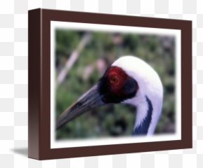 Big Bird By Frank Reginella - Picture Frame png