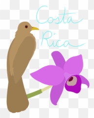 Costa Rica Symbols Merch - Costa Rica Symbols Png,Redbubble Logo Png