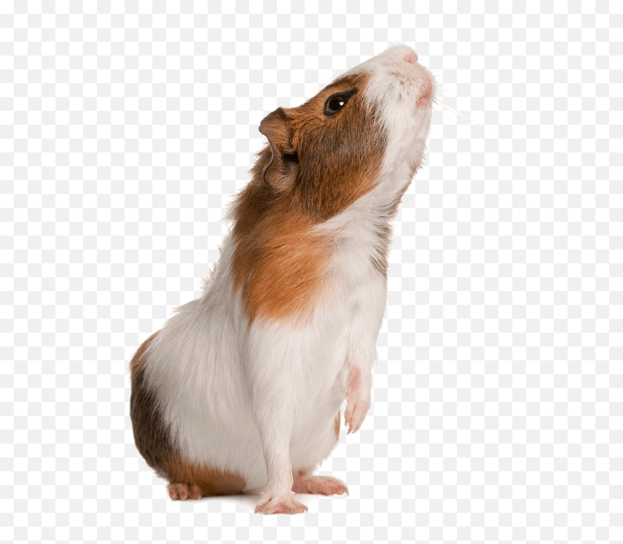 Exotic Pet - Guinea Pig Transparent Background Png,Guinea Pig Png