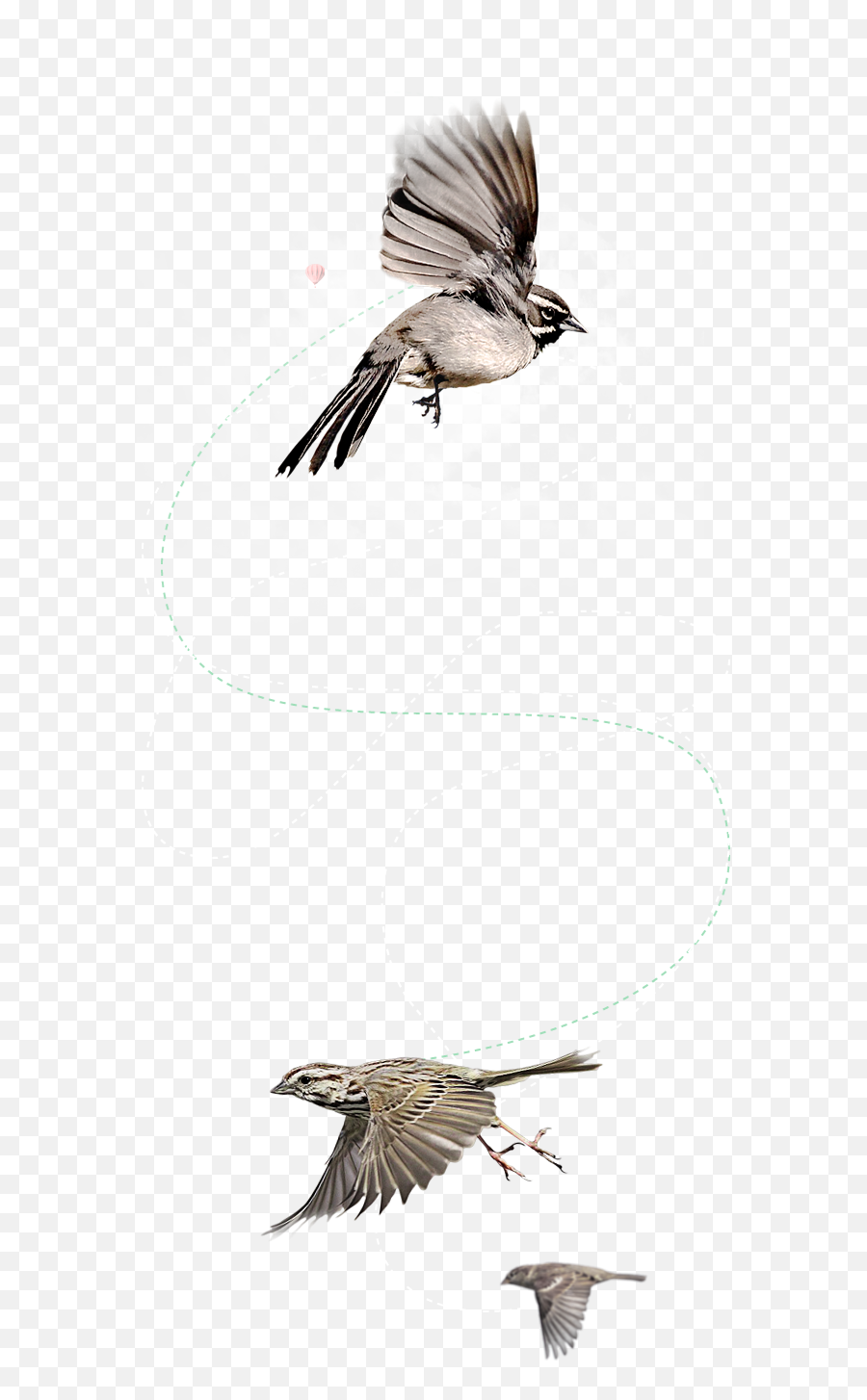 Download Flying Bird Png - Old World Flycatchers,Flying Bird Png