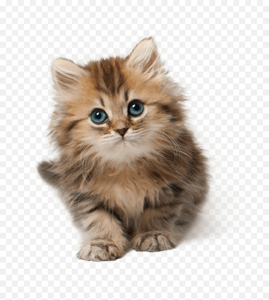 Cat Free Png Transparent Image And Clipart - Cute Cat Png Transparent Background,Transparent Cat