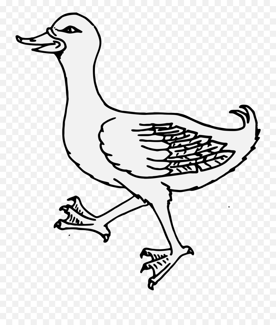 Details Png - Duck,Duck Clipart Png