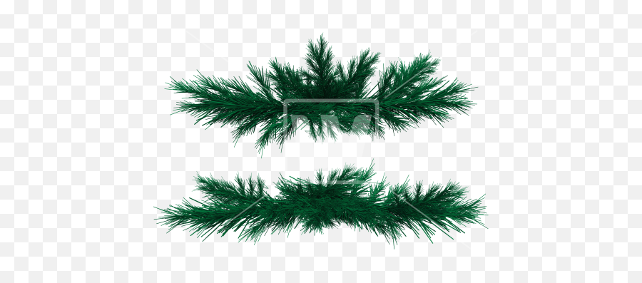Fir Branches Png Tree