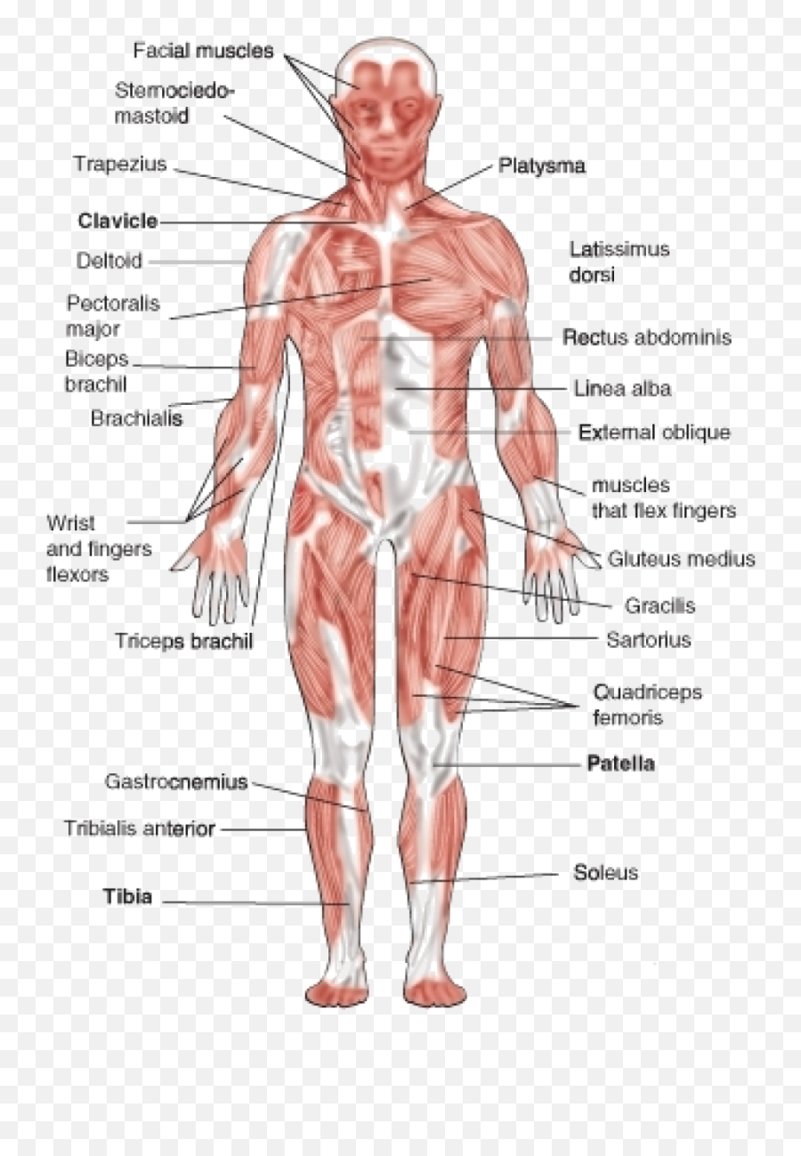 Muscular System Png 6 Image - Muscles Of The Muscular System,Muscles Png