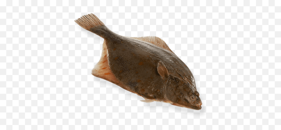 Flounder - Halibut Png,Flounder Png