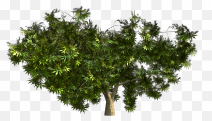 Greenhouse - Blender For Architecture Plane Png,Japanese Maple Png