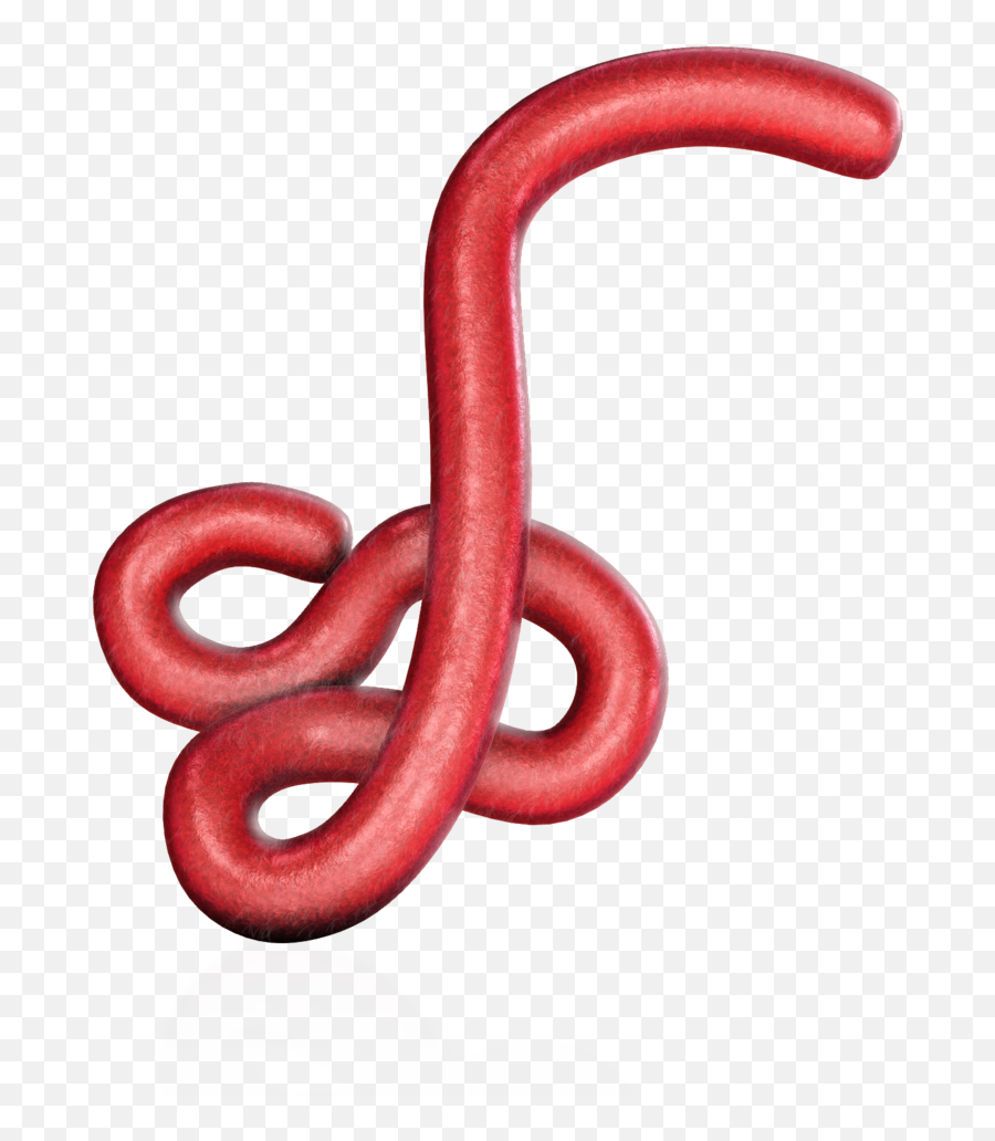 Download Ebola Virus 15670 - Western Slender Blind Snake Ebola Virus Transparent Background Png,Gucci Snake Png