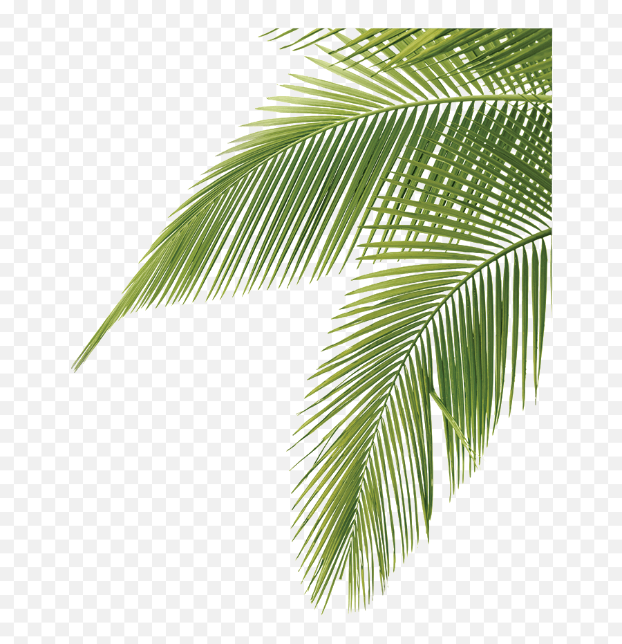 Palm Fronds Png Image - Palm Tree Leaves Png,Palm Png