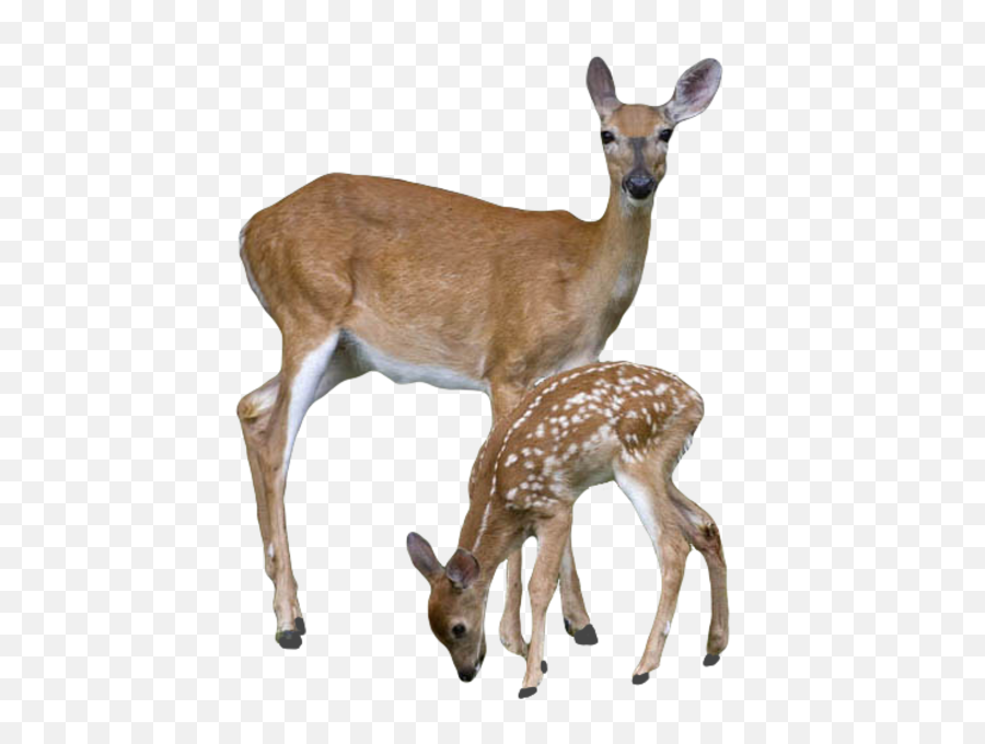 Download Free Png Transparent Deer With Baby - Deer Transparent Background,Deer Head Png