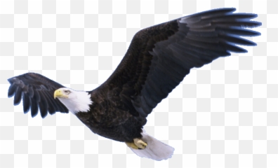Bald Eagle Png Pic Mart - Flying Eagle Transparent Background,Bald Head Png