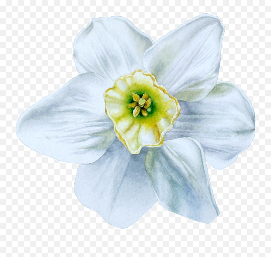 Download Hd Hand Painted Blue White Flowers Png Transparent - Narcissus,White Flowers Png
