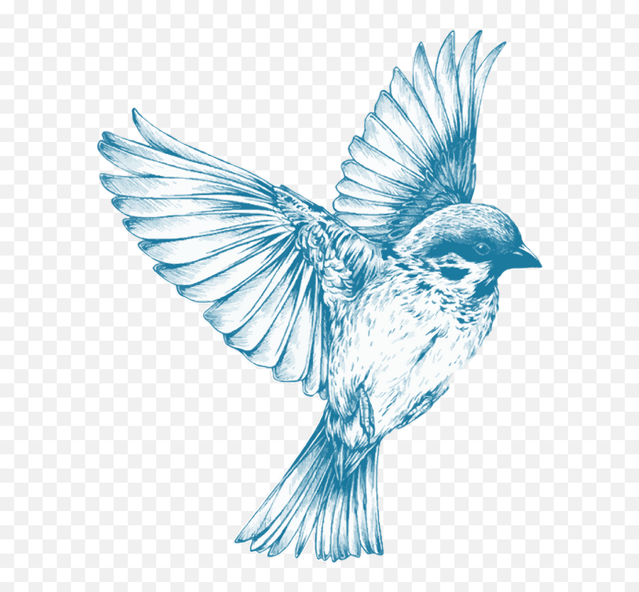 Png Transparent Images - Blue Bird Drawing Flying,Blue Bird Png