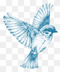 Png Transparent Images - Blue Bird Drawing Flying