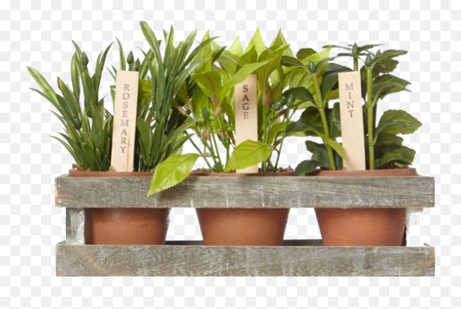 Plants Polyvore - Cottagecore Outfits Png,Plant Pngs
