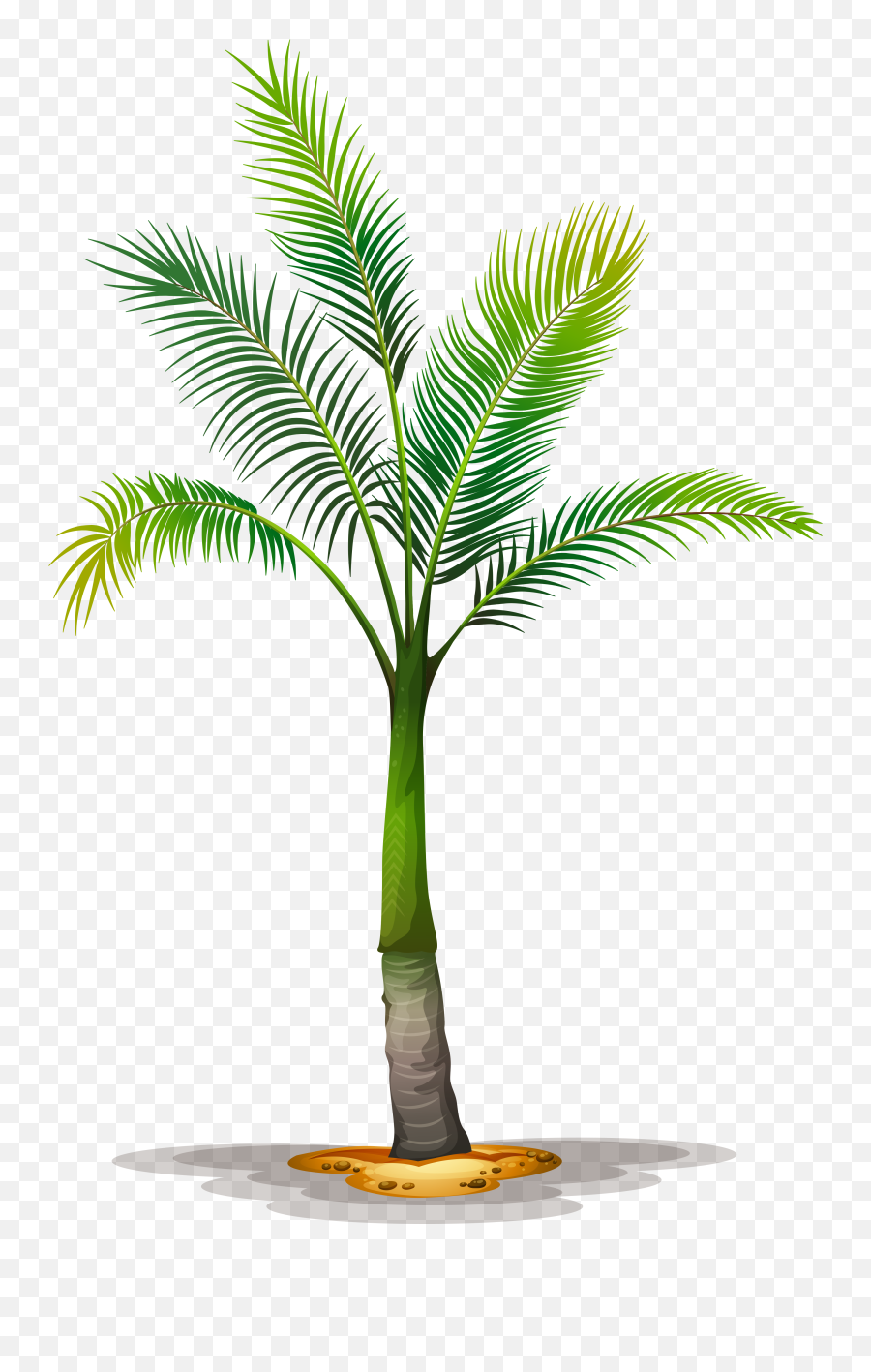 Tree Planting Trees To Plant Palm - Palm Tree Green Stem Png,Planting Png