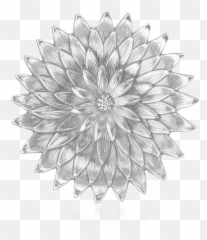 Anemone - Nature Official Buccellati Website Bicycle Png,Anemone Png