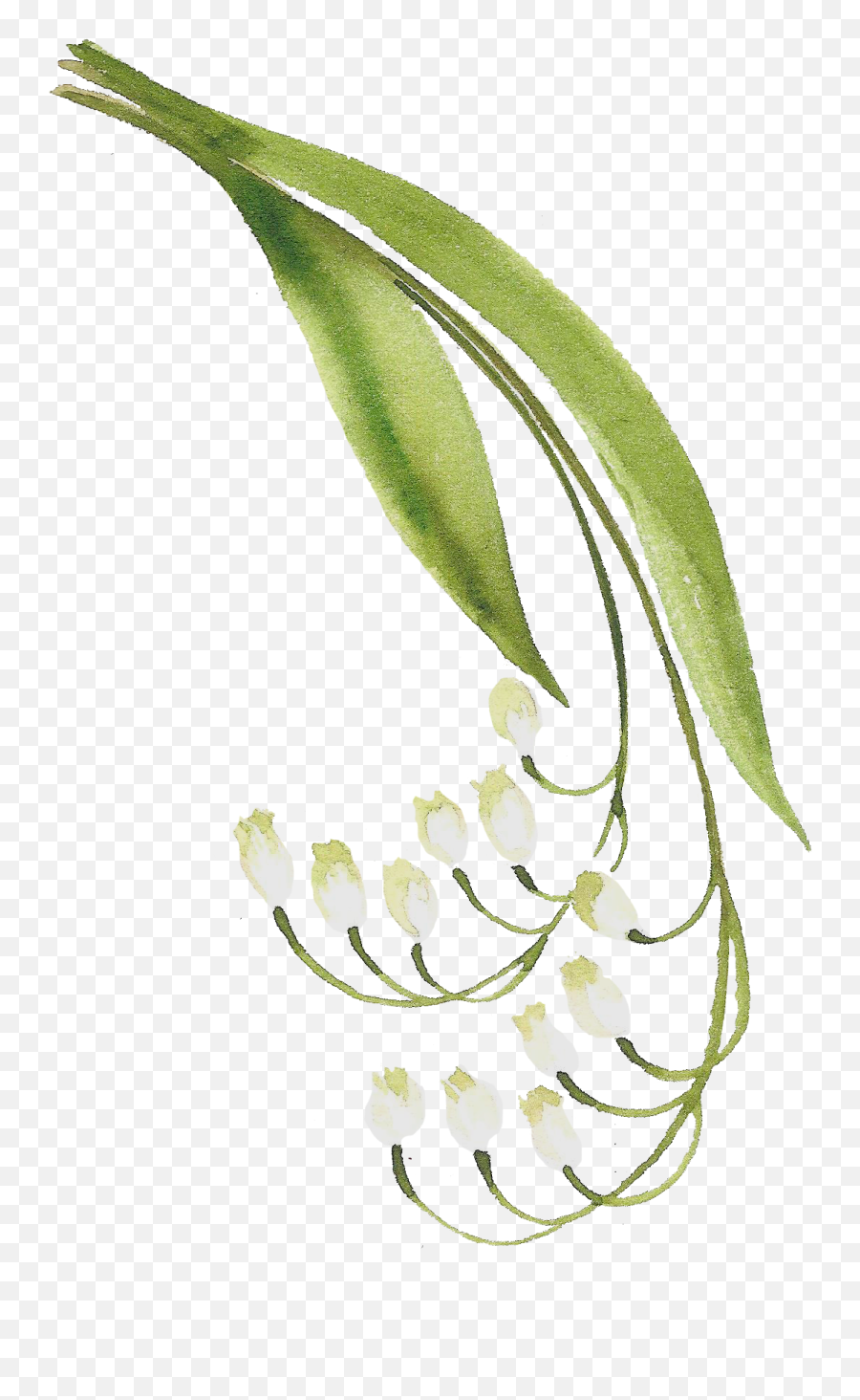 H916 - Lily Valley Transparent Png,Lily Of The Valley Png