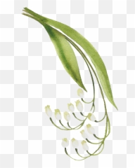 H916 - Lily Valley Transparent Png,Lily Of The Valley Png