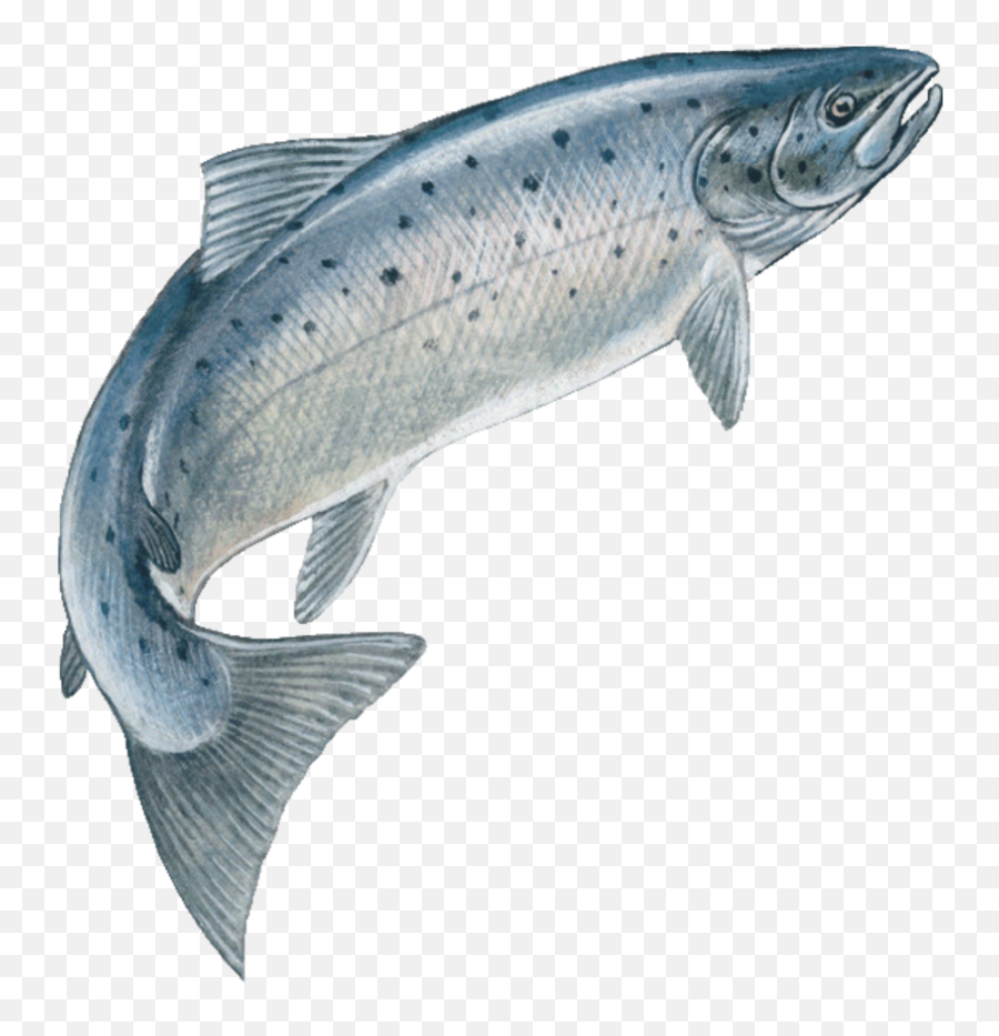 Download Hd Jumping Fish Speckledfreetoedit - Jumping Salmon Transparent Fish Jumping Png,Salmon Png