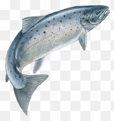 Download Hd Jumping Fish Speckledfreetoedit - Jumping Salmon Transparent Fish Jumping Png,Salmon Png