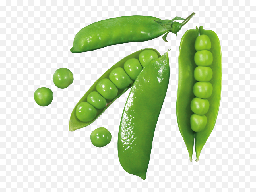 Download Hd Pea - Green Pea Transparent Png Image Nicepngcom Green,Pea Png