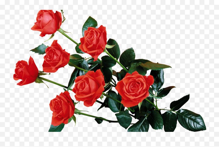Red Flowers Png Background Image - Transparent Background Roses Png,Garden Flowers Png