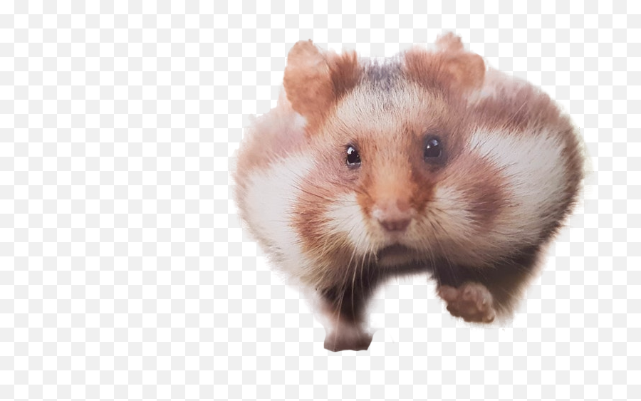 Funny Hamster Transparent Background - Hamster Png,Funny Transparent Images