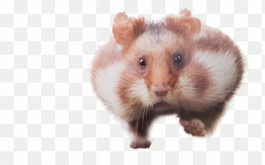 Funny Hamster Transparent Background - Png