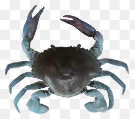Blue Crabs Png Transparent - Savage Gear Crab,Blue Crab Png